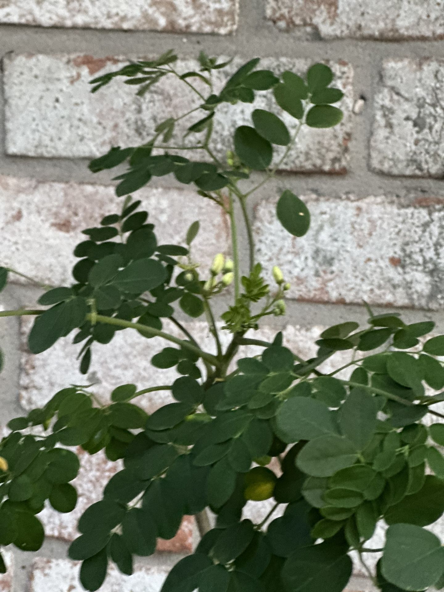 Moringa Tree Matured With Flowers