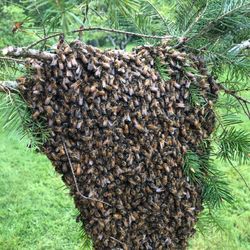 Free Bee Swarm Removal 