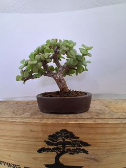 Mame size Dwarf Jade bonsai tree