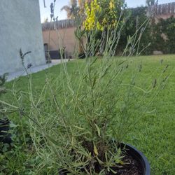 English Lavender 