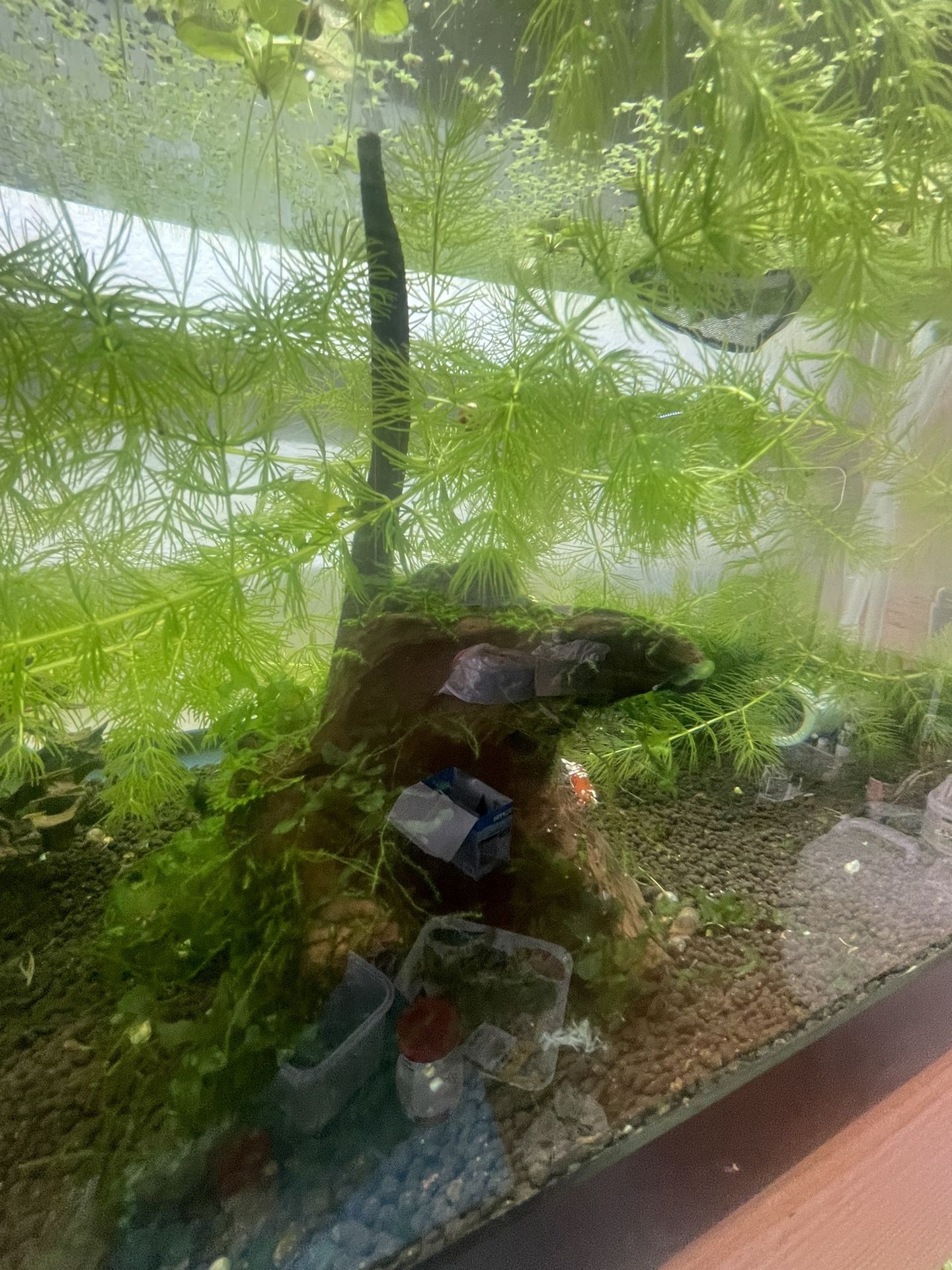 Aquarium Wood for Sale in Cypress, CA OfferUp