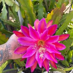 Thailand Orchid Cactus