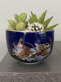Vintage Teacup Filled With Succulents