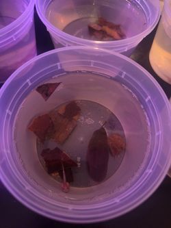Dart Frog Tadpole Toy Albino Green & Black Dendrobates Auratus