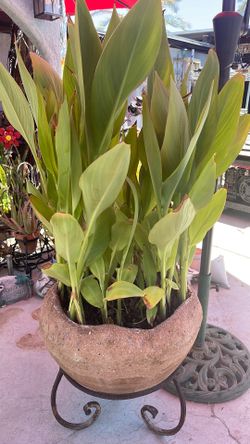 Big Plant with stand