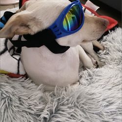 Dog UV Sunglasses