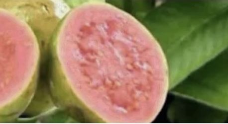 Pink Guava Trees 3F $35 Each Price Firm