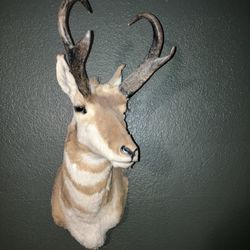 Antelope Head Mount Taxidermy 