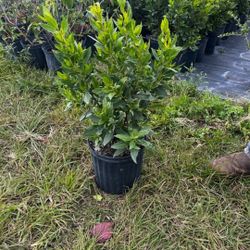 Green Buttonwood & Clusia.. 3 Gallon 