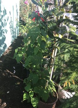 Bonita planta por $20