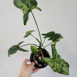 Syngonium Podophyllum Mottled Mojito