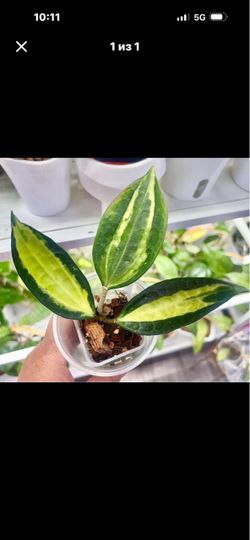 Latifolia Pot OF Gold
