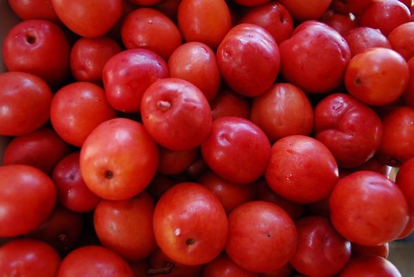 Jocotes/Ciruelas for Sale in Miami, FL - OfferUp