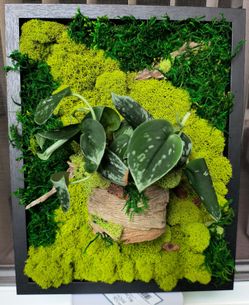 Living Vertical Garden | Natural Home Decor. 12" * 14"