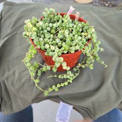 Variegated String Of Pearls 4 Inch Pot