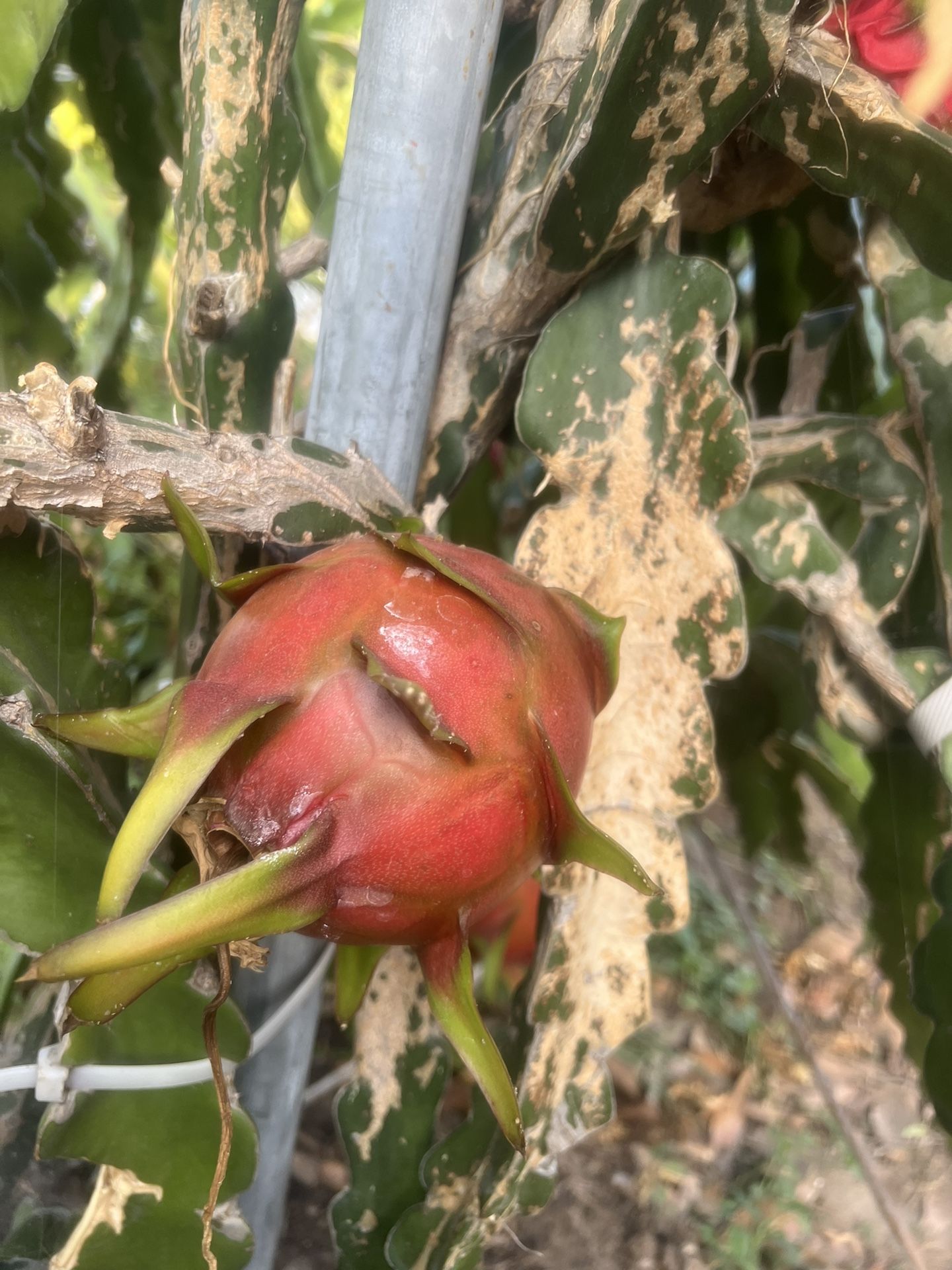 Home Grown Organic Drain Fruits