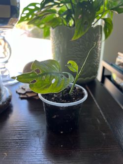 Monstera Adansonii