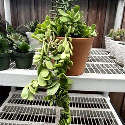 Hanging Plant