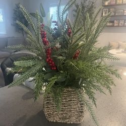 xmas plant