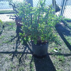 Elephant Bush Plant Succulent