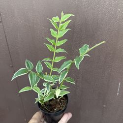 3” Variegated Hoya Bella