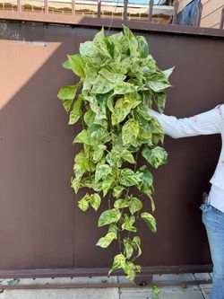6” xl snow queen Pothos
