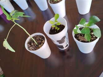 Plantas de papaya __limon__chile$2 cada una