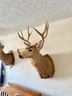 Mule Deer Buck Shoulder Mount Taxidermy