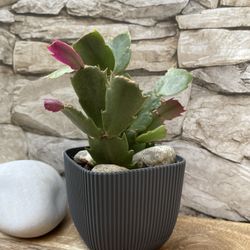 Christmas Cactus House Plant In Cute 3"H Pot.