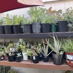 Various Succulents 