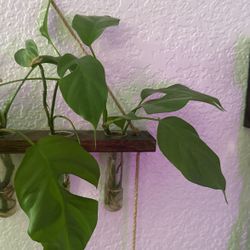 Monstera rhaphidophora 