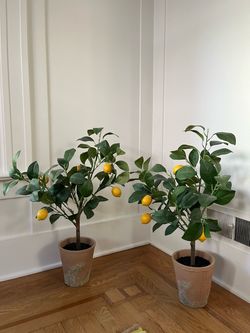 Pottery Barn Faux Lemon Tree in Terra Cotta Pot – Set of 2