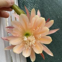 Epiphyllum Queen Midas Blooming Plant, In 1 Gallón Por Pick Up Only 