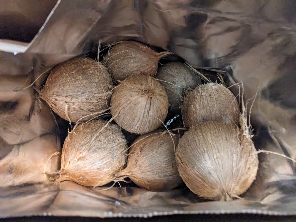 Fresh Coconuts From My Tree Just Opened