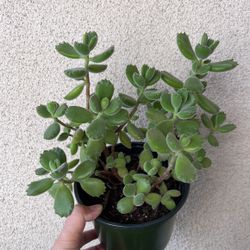 Beautiful Panda 🐼 Paw 🐾 Succulent Plant 6’ Pot