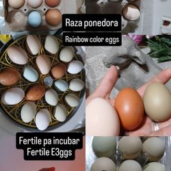 Fertile Eggs Huevo Fertile Raza Ponedora