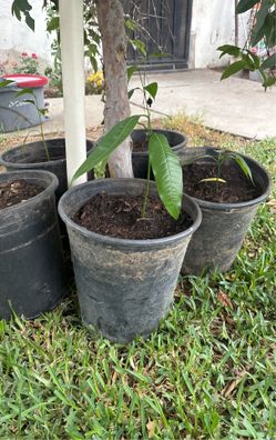 Mango Tree