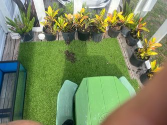 Plants for sale