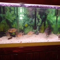 Nice Fish Tank