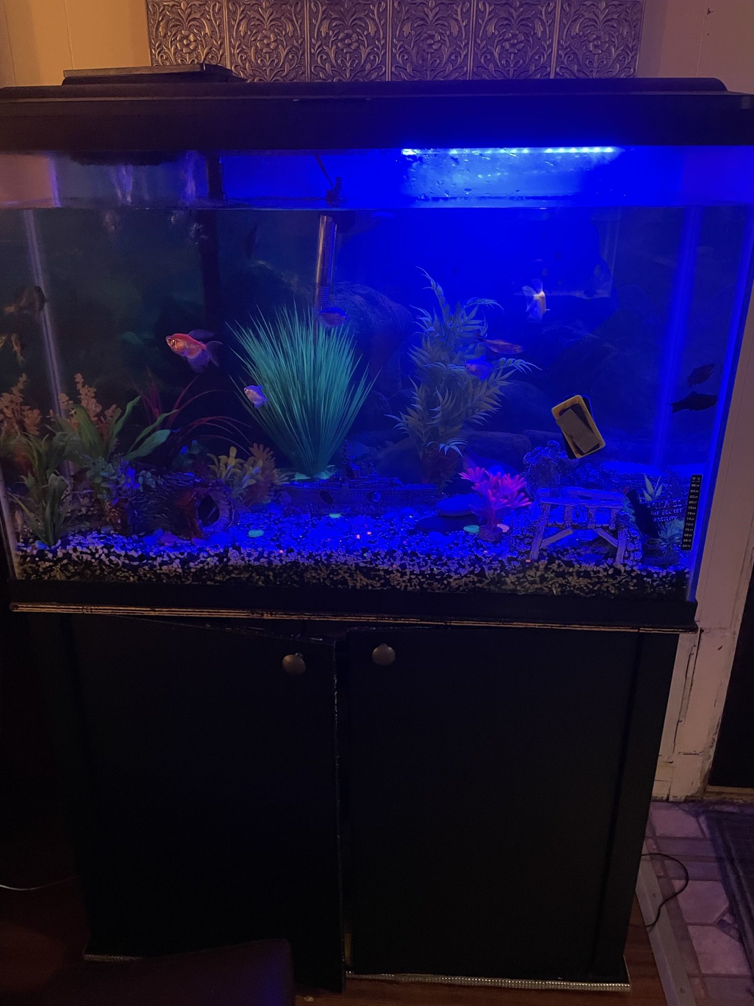 Fish Tank