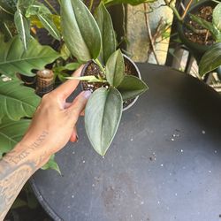 Scindapsus Moonlight Plant