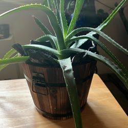 Aloe Vera Plant