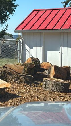 Free firewood 🪵