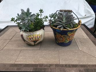 Succulents in 2 pretty ceramic pots