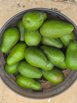 Fuerte Avocados 5.00$ for 4.