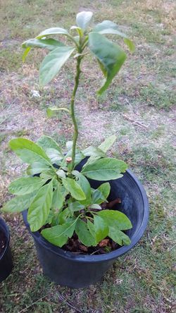 Avacado tree plant