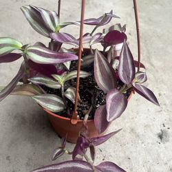 HERMOSAS PLANTAS NATURALES “ TRADESCANTIA PLANT 
