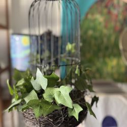 Bird cage 20in Height OBO