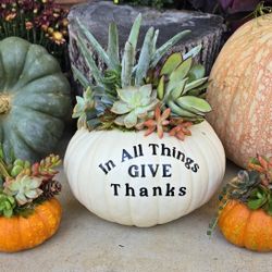 Succulent Pumpkins Live Succulents On Real Pumpkins 