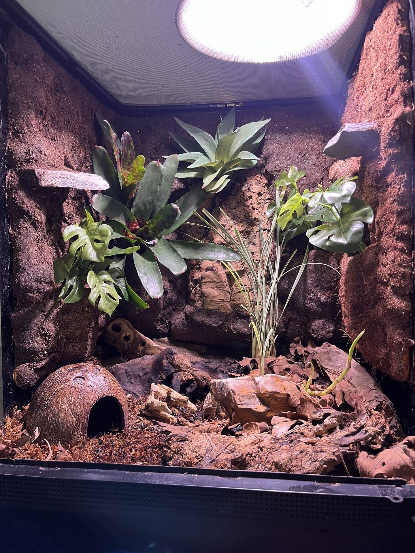 Bio Active Terrarium